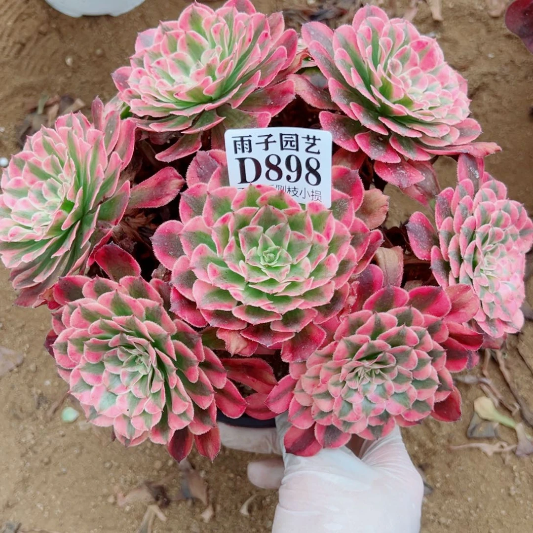 898红彤白尺寸20左右