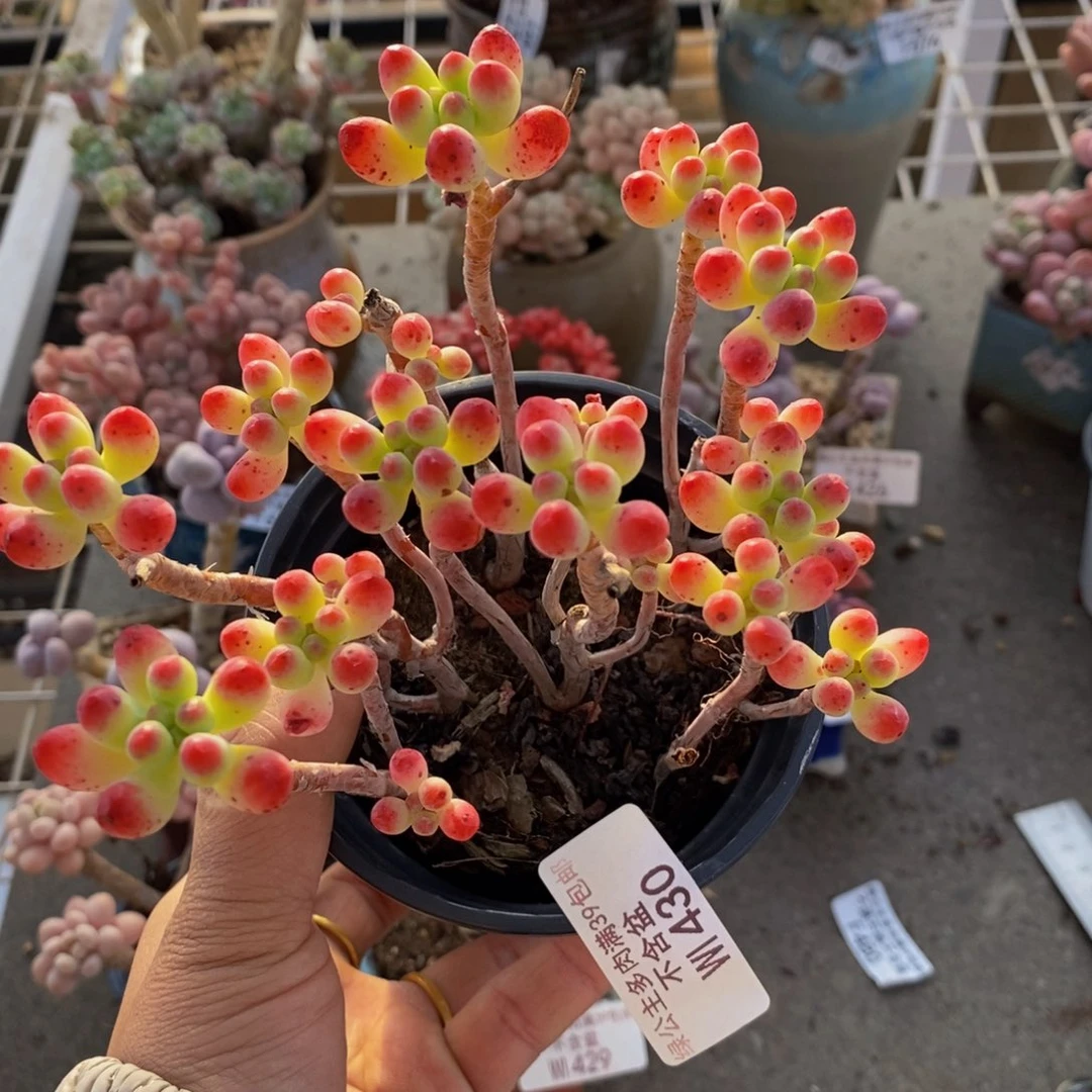 乙女心430/10cm散