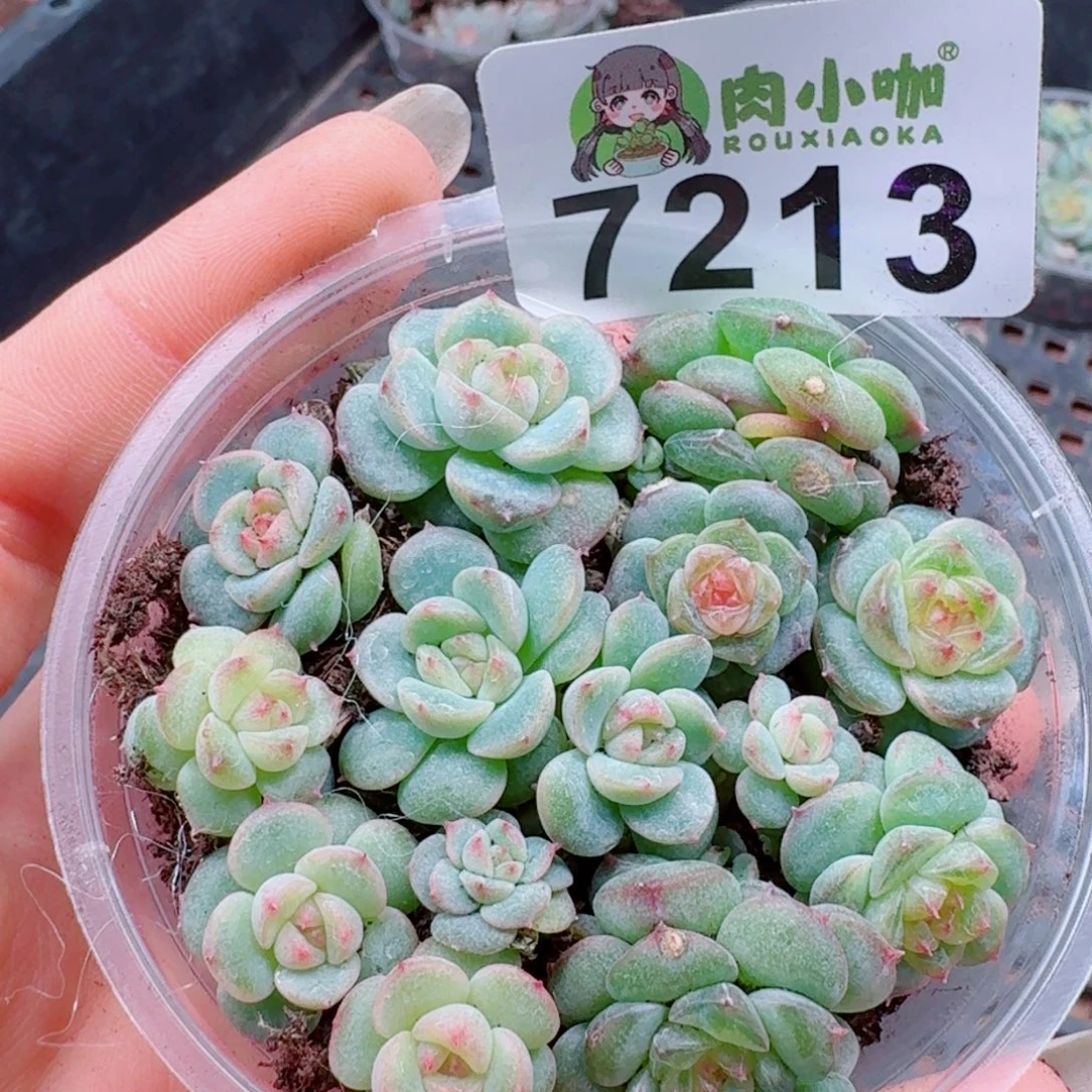 多肉植物多肉植物