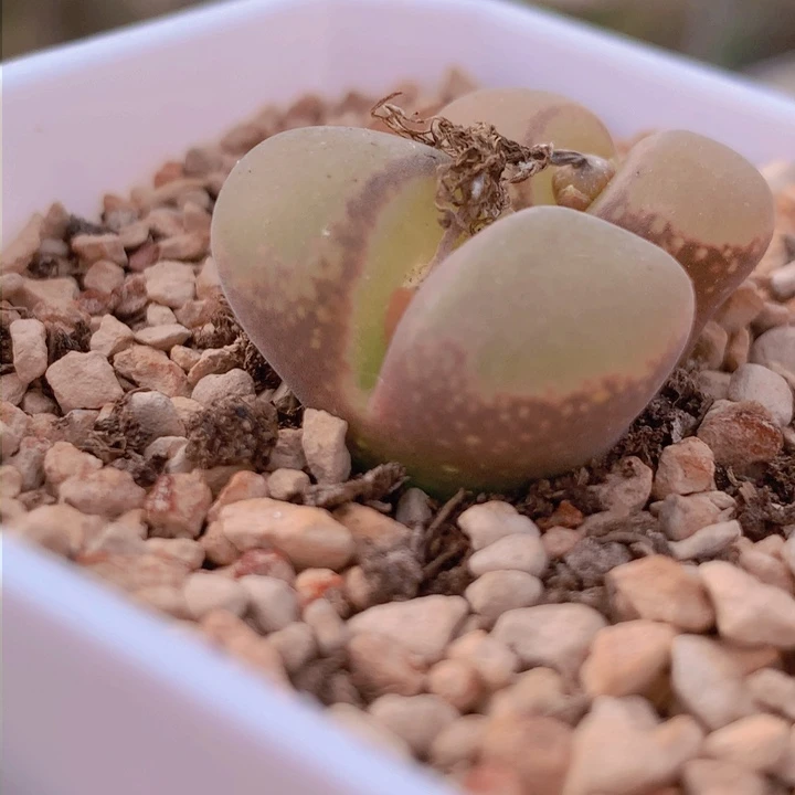 14458888989989888898888888