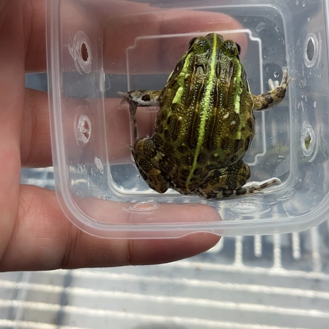 宏***琳角蛙非洲牛蛙闪拍