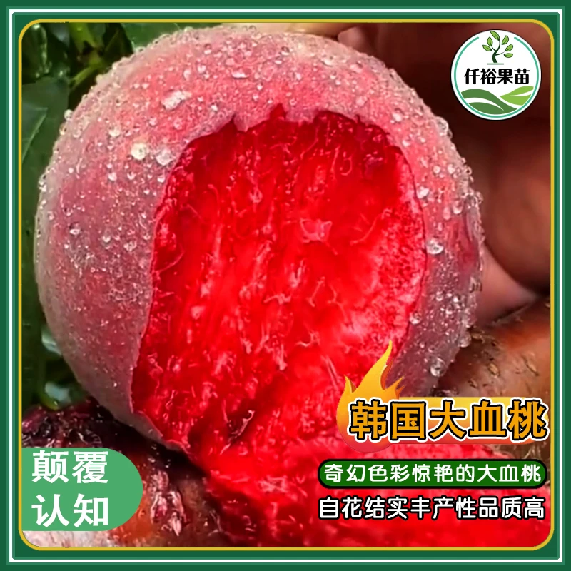 韩国大血桃苗/韩国引进颠覆认知奇幻色彩血桃/自花结实丰产品质高