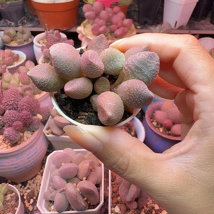 阳***贝水蜜桃和草莓都很好吃