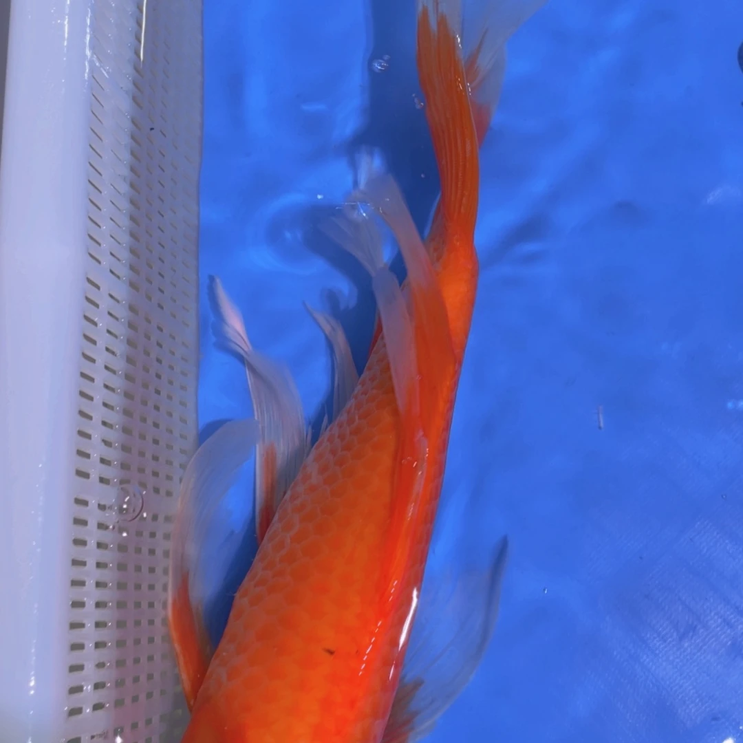 锦鲤锦鲤蝴蝶包邮包邮