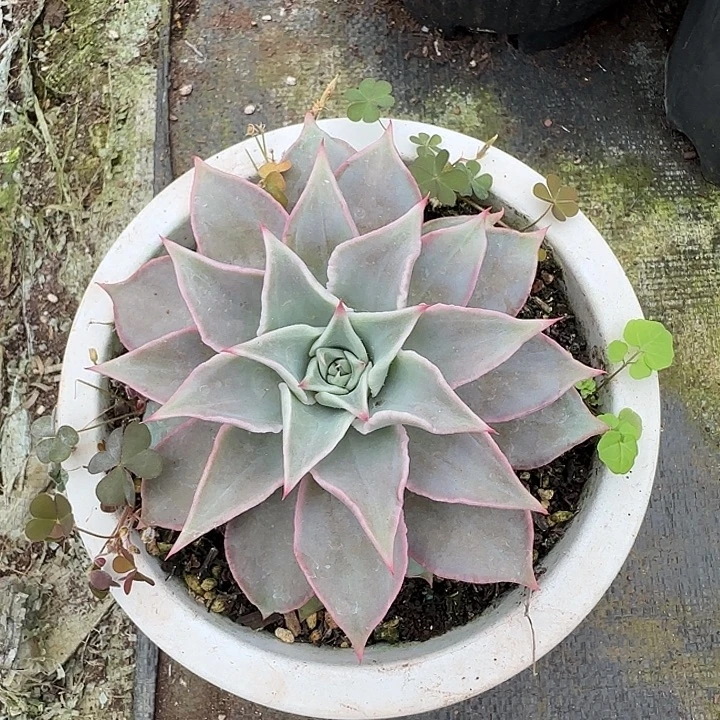 饺子皮         小的