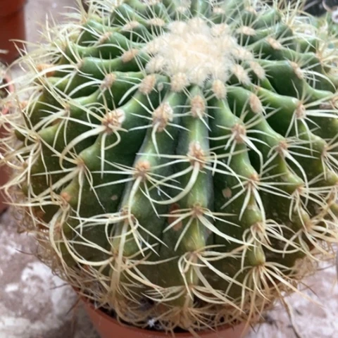 卷虎仙人球不脱不换40米邪恶去