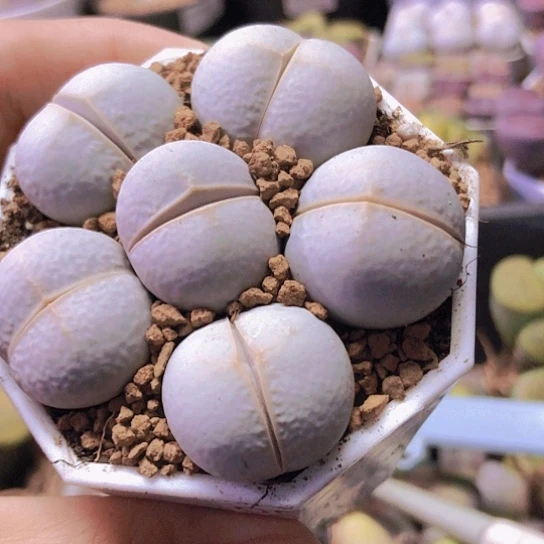 无花朵0590，2.2-2.5厘米高尔夫