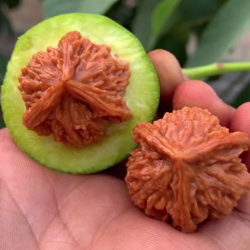 文玩核桃青皮手把件（不退不换）门 Zaidewenwan