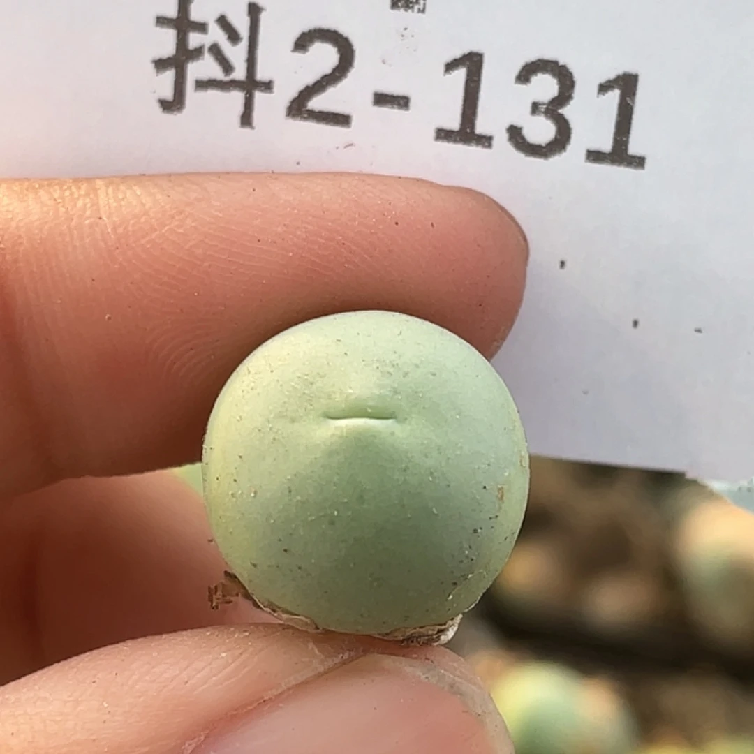 2-131鸽子蛋多肉植物