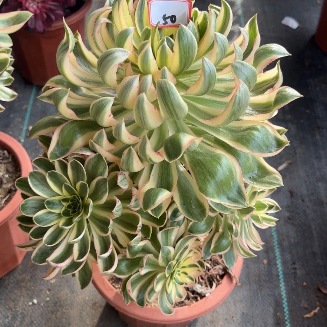 50青莲多肉植物绿植多肉