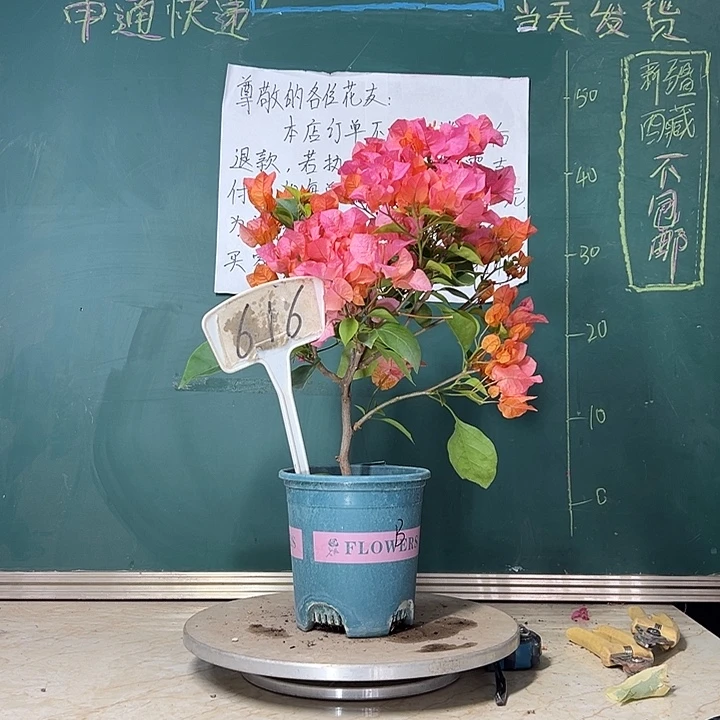 当前无花栽培后可以开花 波伊斯玫瑰  616