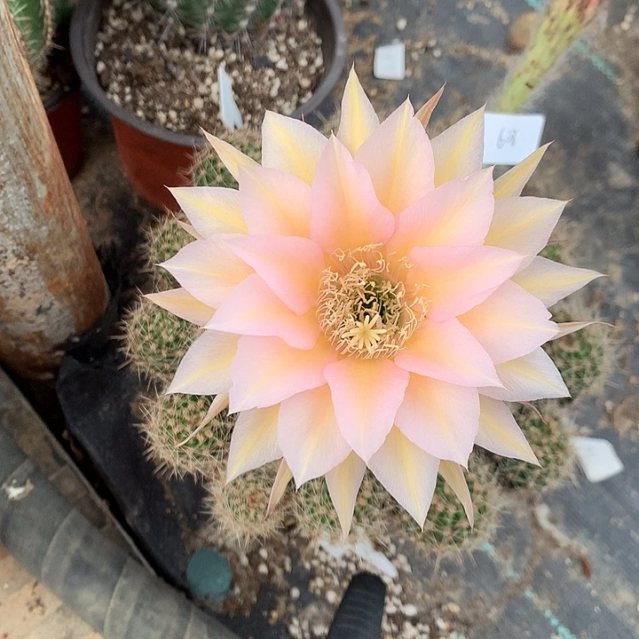 608 实生彩草7年半15厘米盆