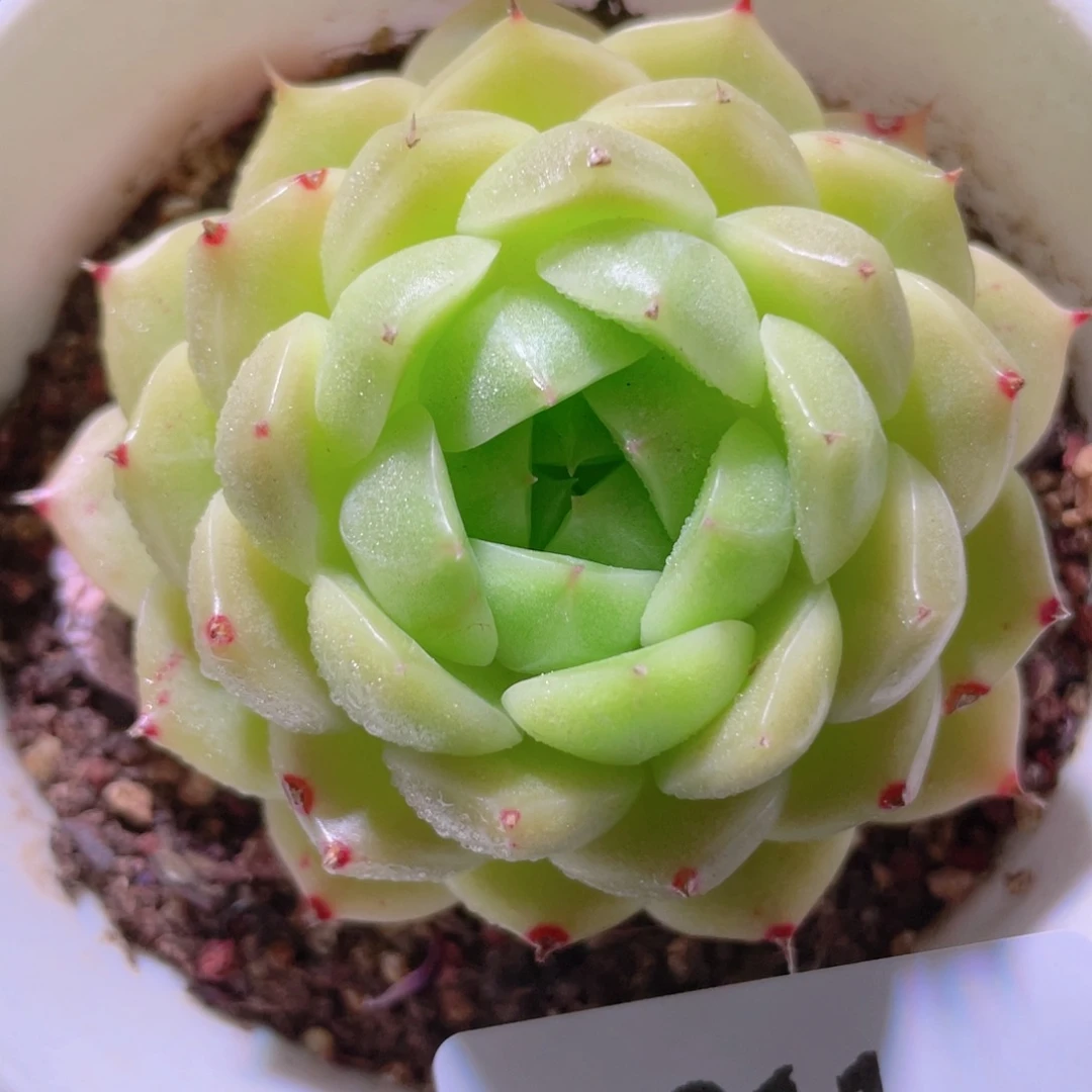 花利美31-211麦秆