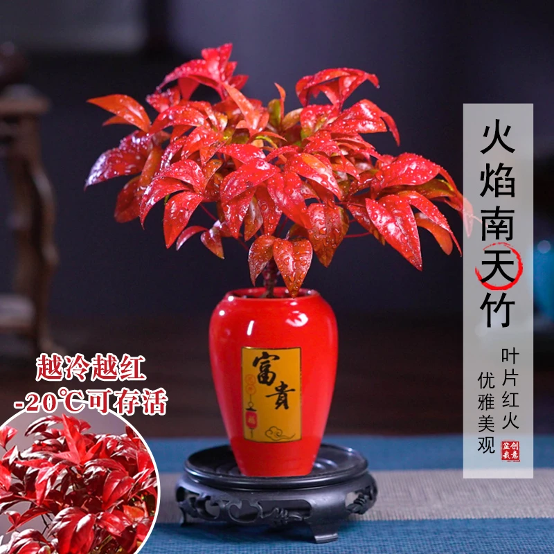 【越冷越红】火焰南天竹耐寒盆景老桩盆栽植物室内好养美观绿植