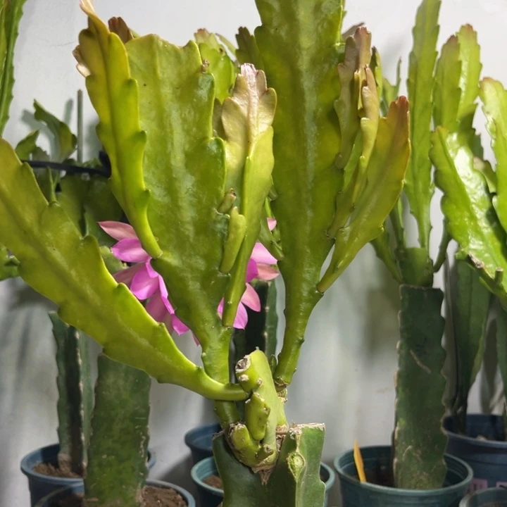 当前无花栽培后可以开花517
