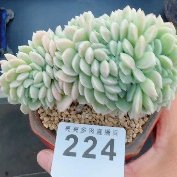 奶油美人         精控精养多肉植物