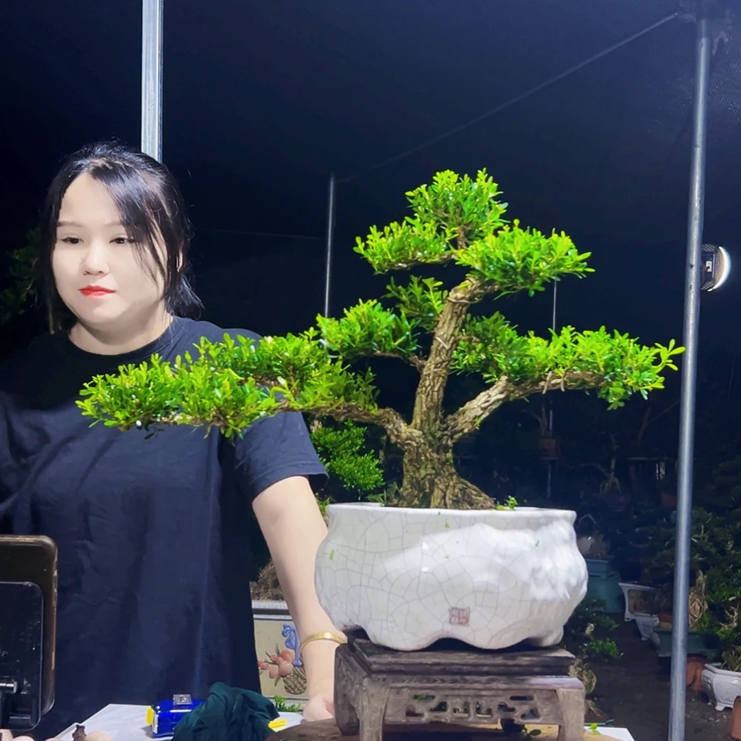 当前无花栽培后可以开花黄杨木