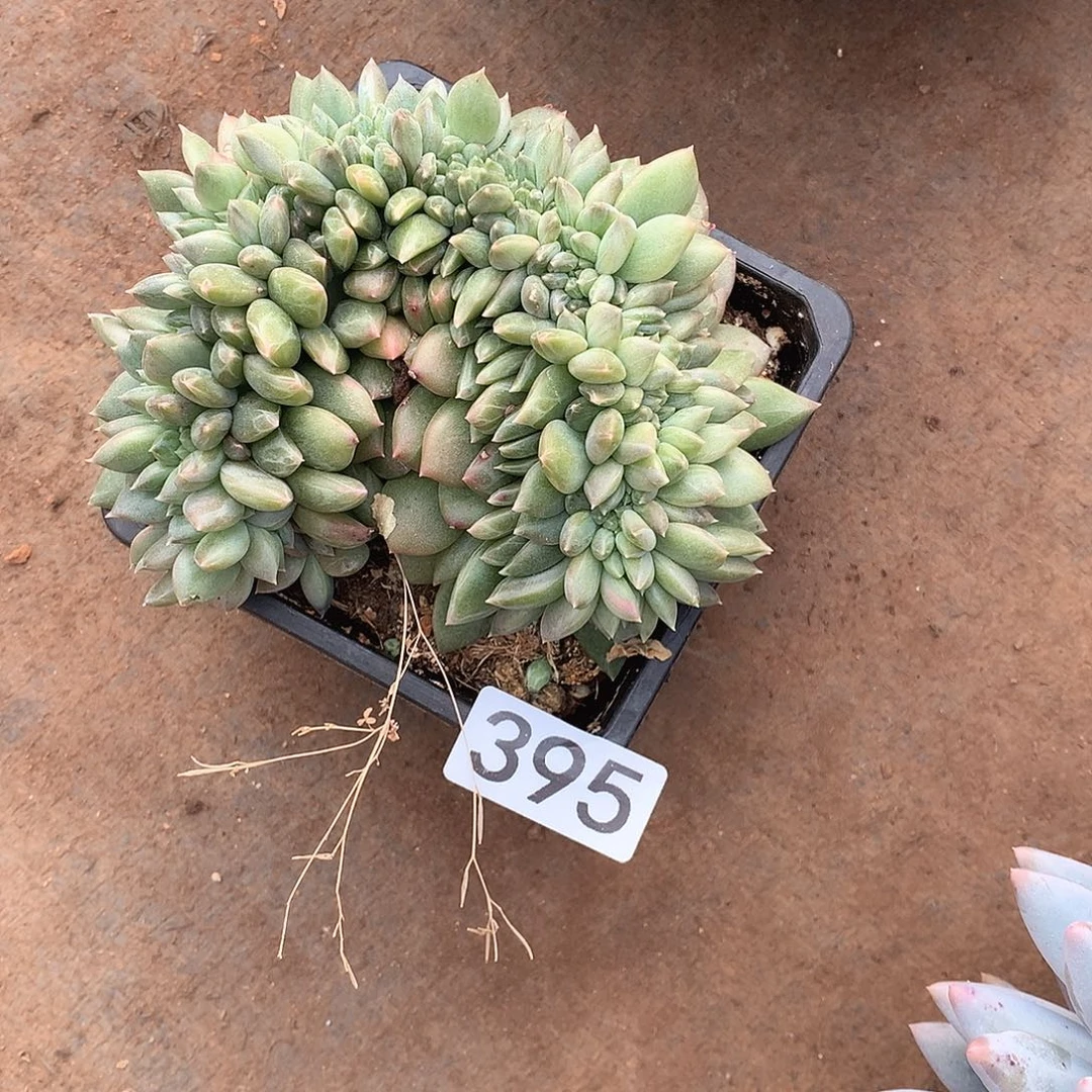 395 一物一拍多肉