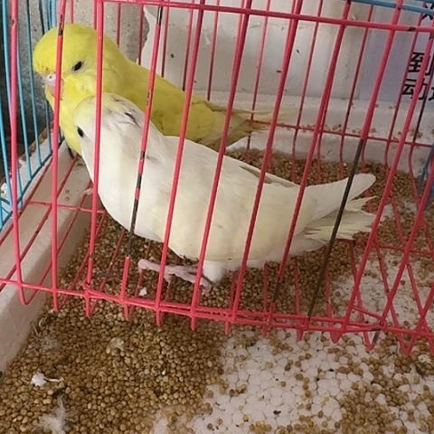 虎皮鹦鹉大头你好