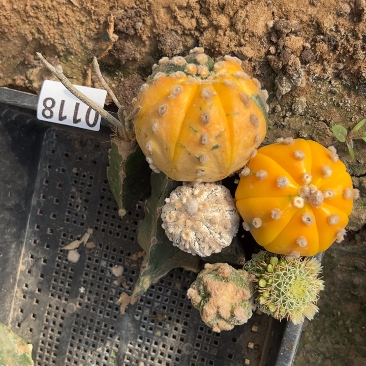 两个兜锦海行超兜v兜牡丹美杜莎118号