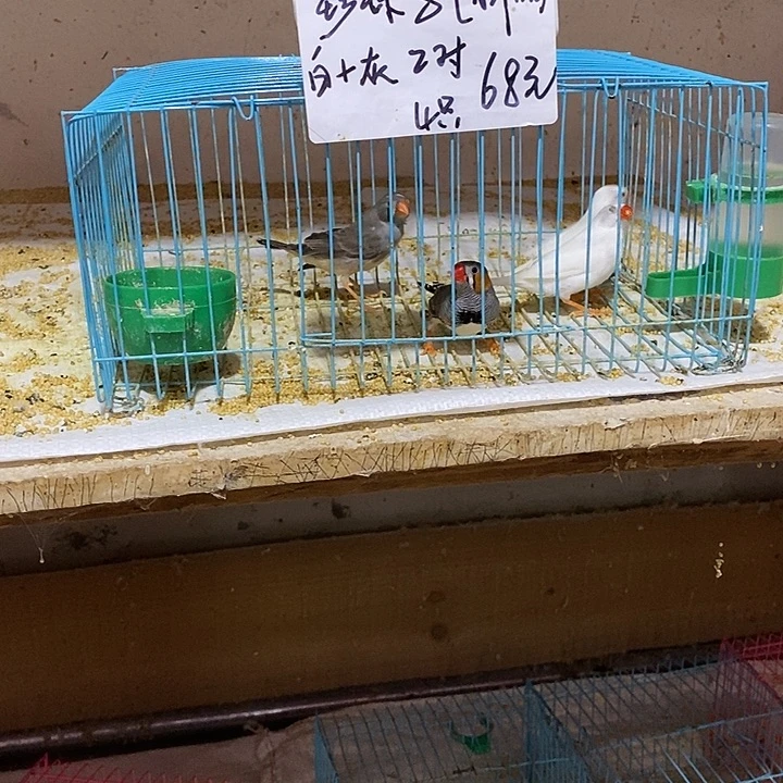 珍珠鸟张*張白加灰珍珠