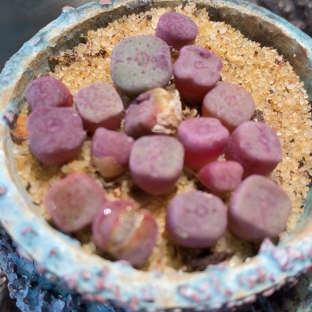 单头紫方碗1颗。