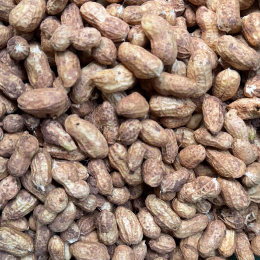 新鲜现挖带壳湿花生农家自种粉皮嫩花生可水煮生吃