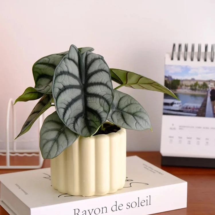 【120#白犀牛海芋】超经典入门款天南星科绿植盆栽白犀牛海芋