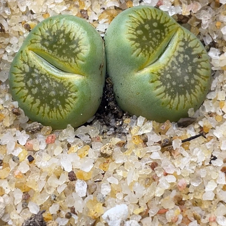 329绿光阳母本带盆