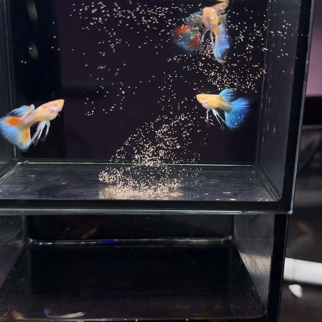 孔雀鱼蓝白绣球长弓四条