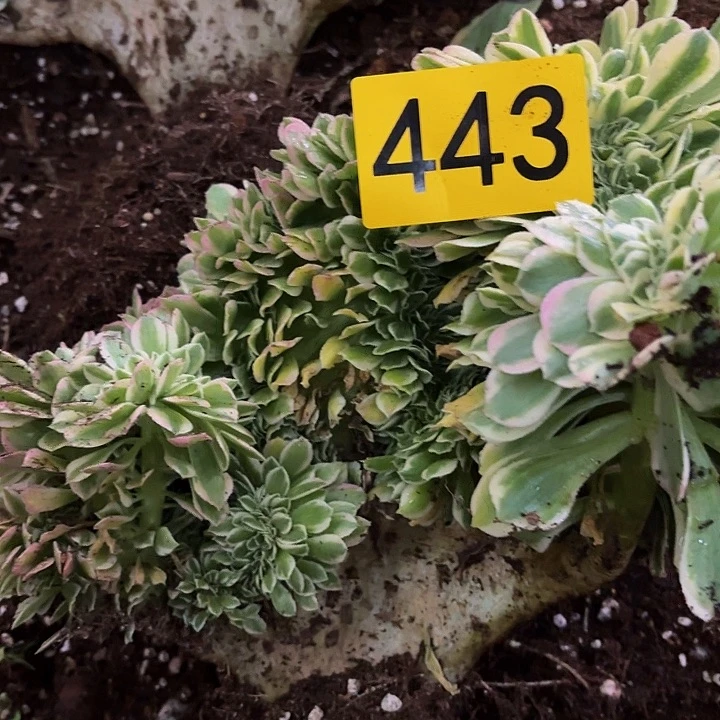 多肉植物福利443