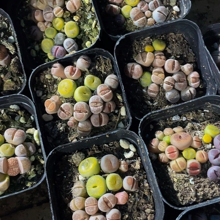 6.5方生石花带盆土