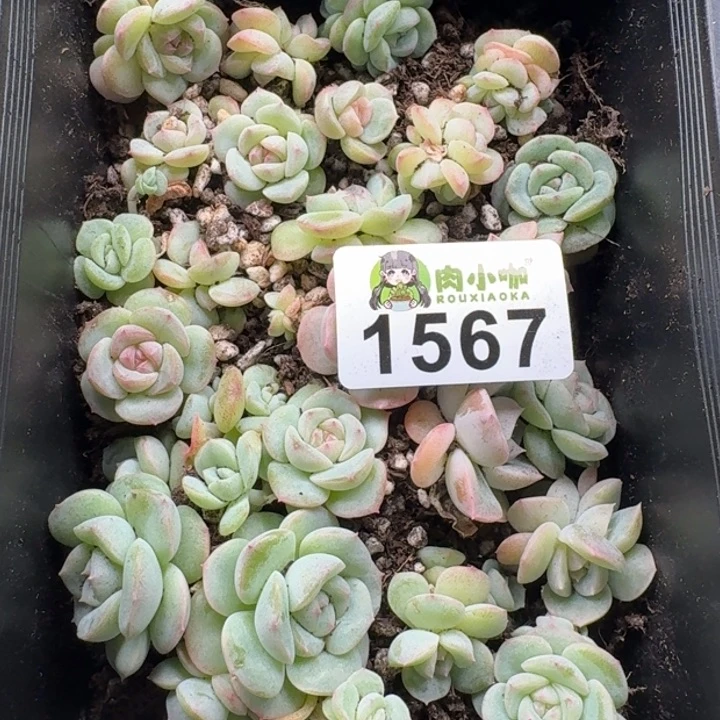 暖*?多肉植物多肉植物