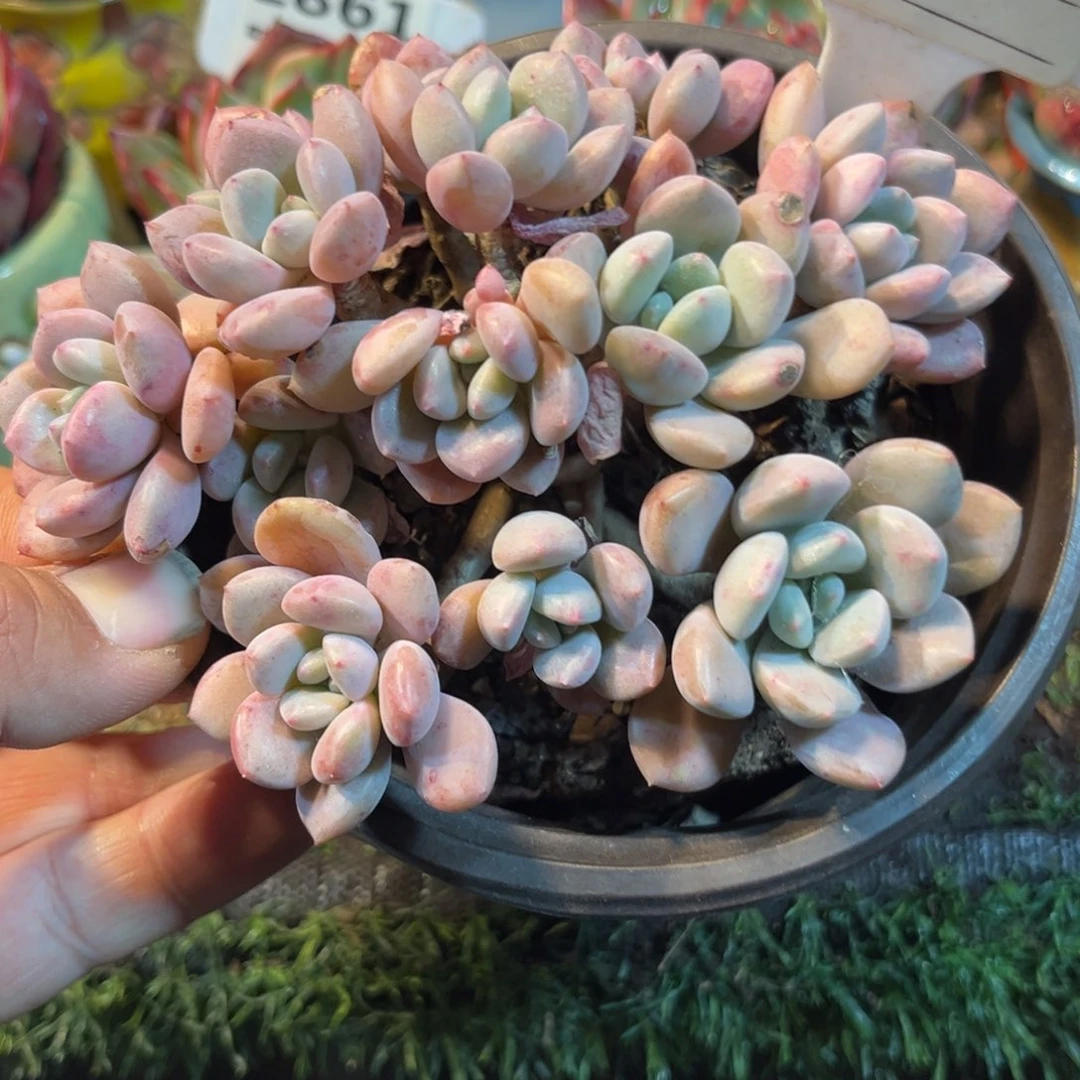 白鹭多肉植物804