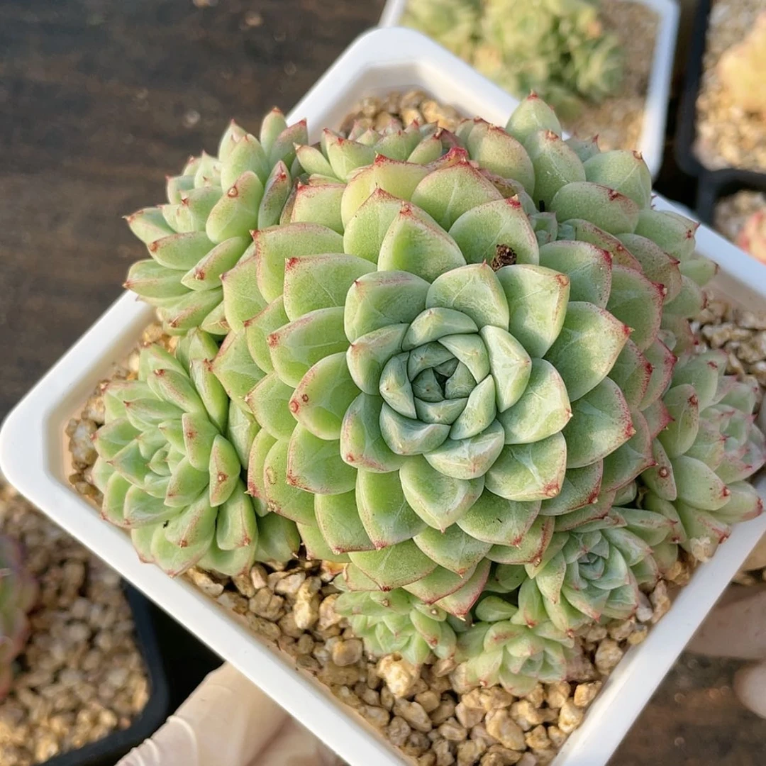 【闪购商品】9麦秆群