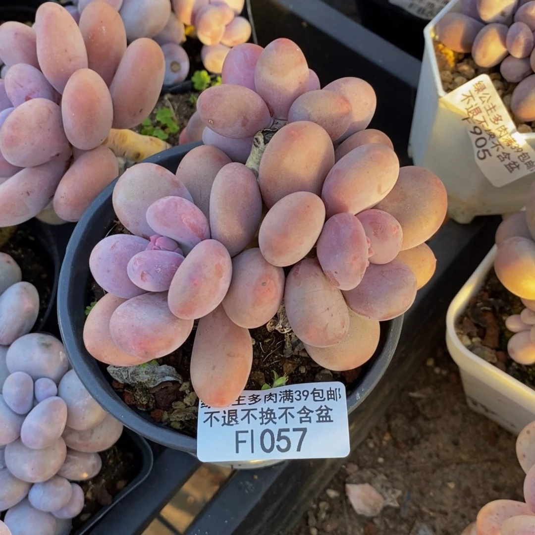 057彩虹奶多肉有砍