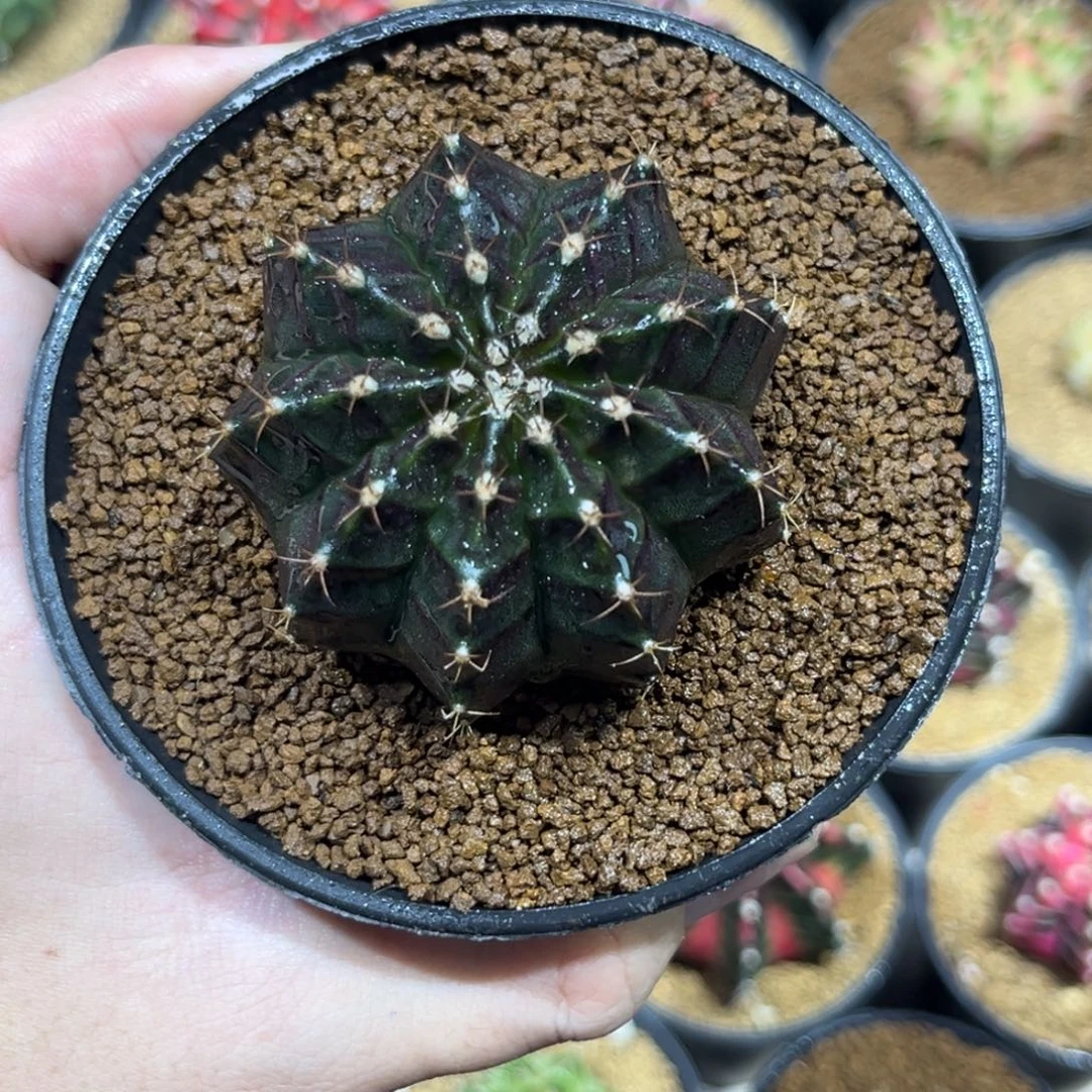 as黑寡妇—————————