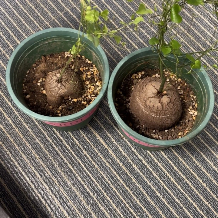 南非龟甲龙带盆包邮两个