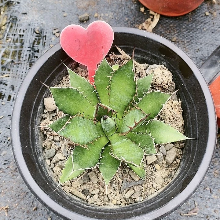 【闪购商品】无花朵龙舌兰霍利达三单包邮