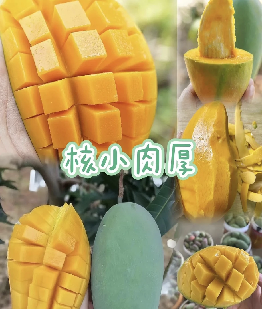 云南青皮金煌芒新鲜应季水果甜芒生熟两吃