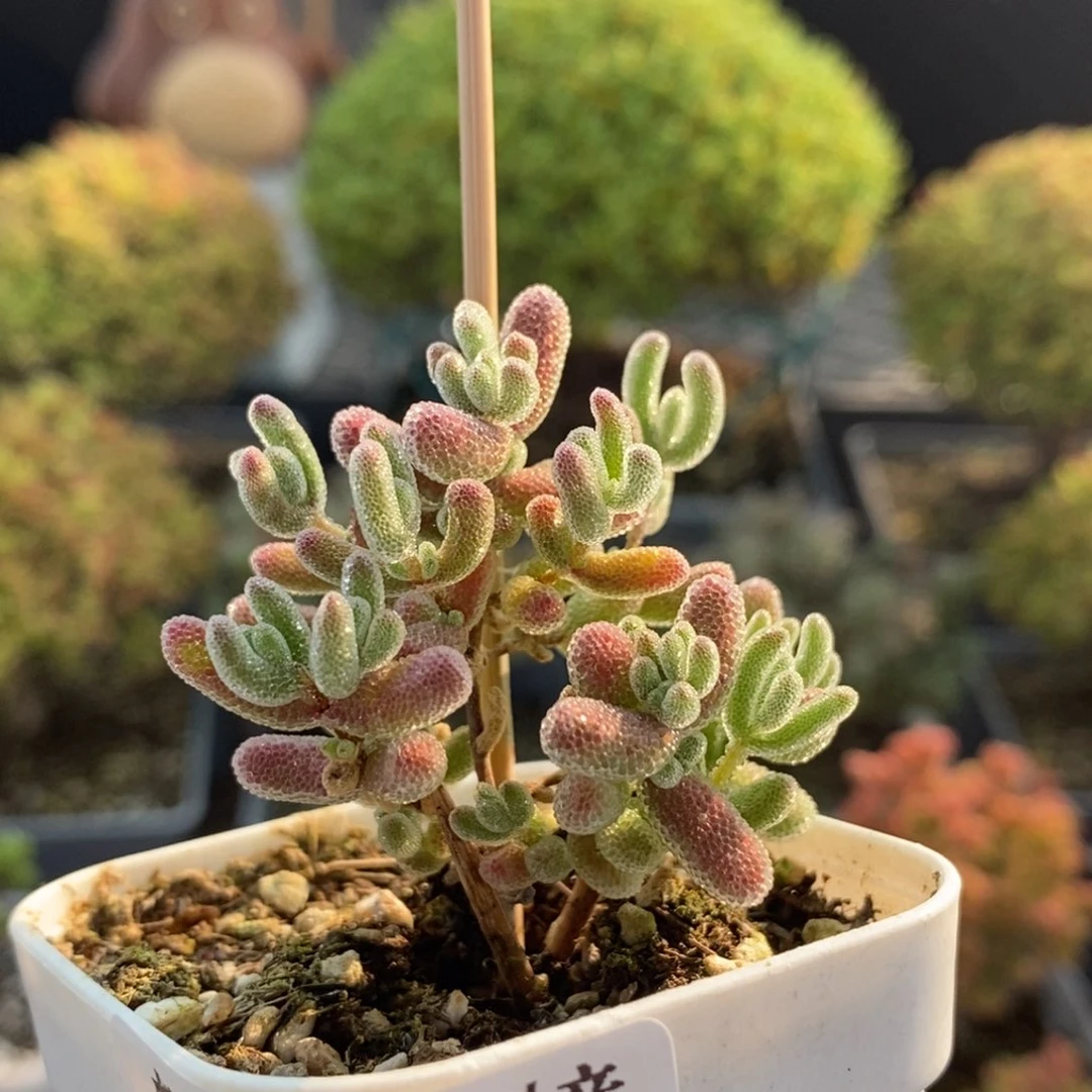 实生冰晶0708枝干番杏