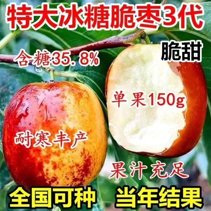 三代特大冰糖脆枣树苗新品种冬枣大果苗无核早熟盆栽地栽当年结果