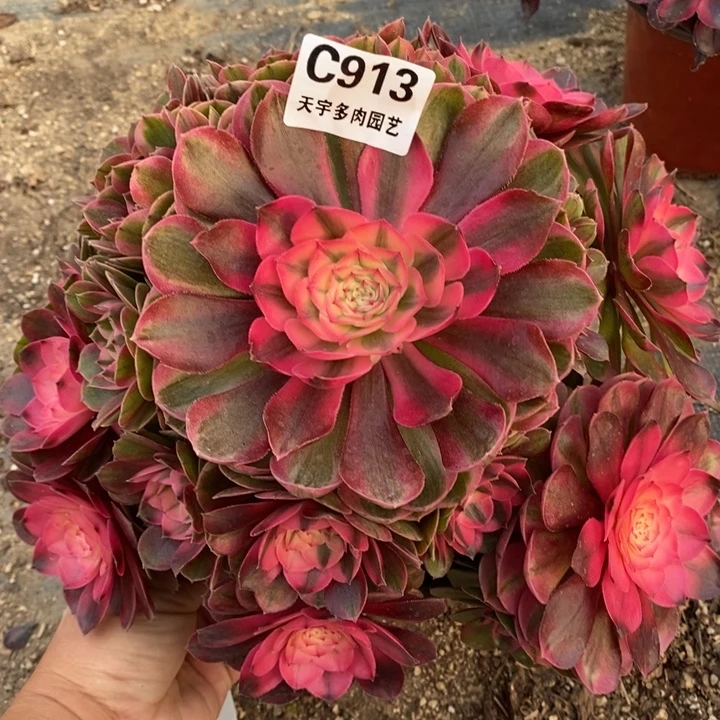 多肉植物荔枝913多肉