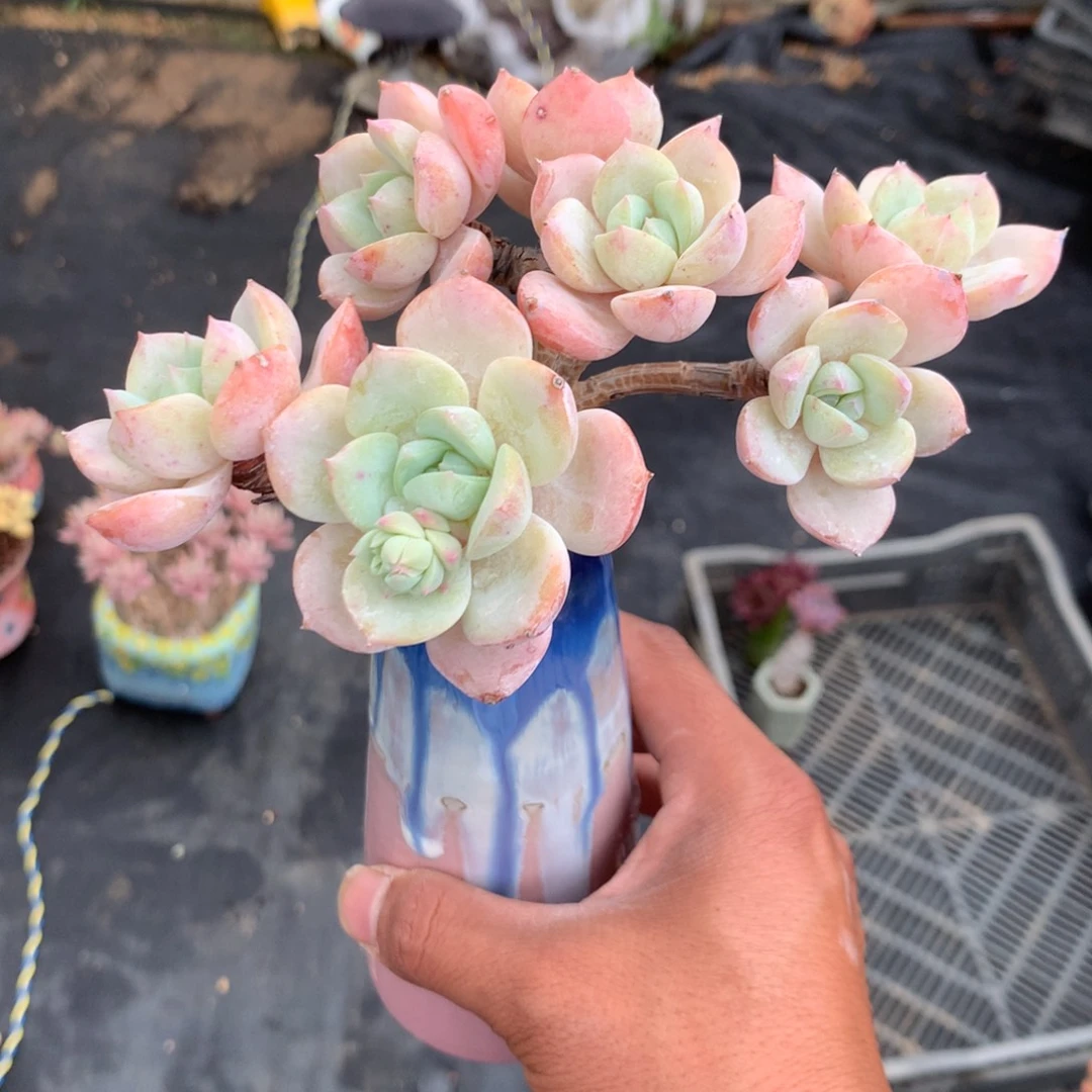 云***澈中了你不高兴啊哈他