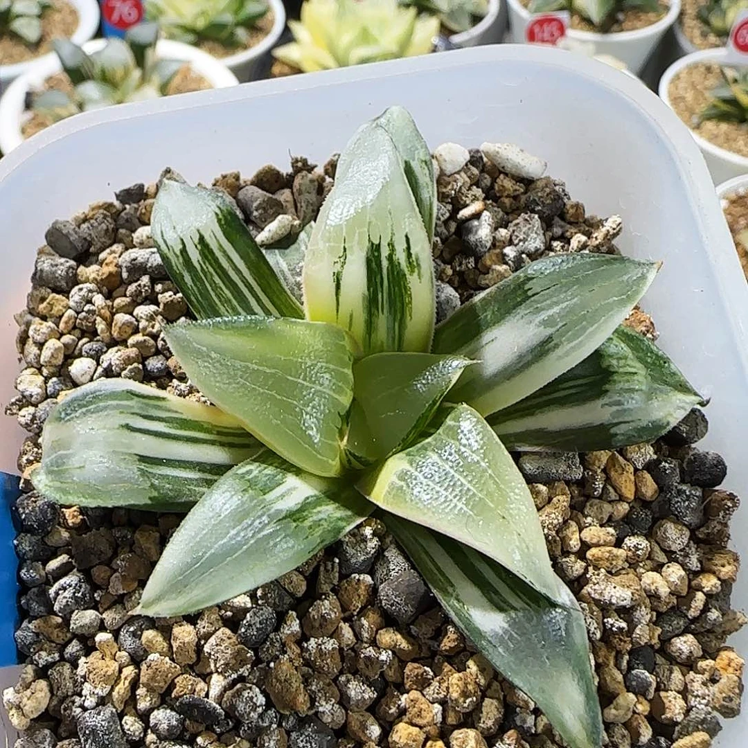 96号实生克锦一物一拍带盆土