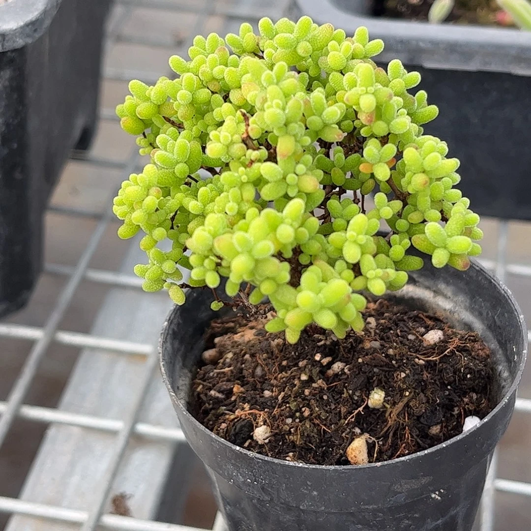 蜜桔糖球优选枝干