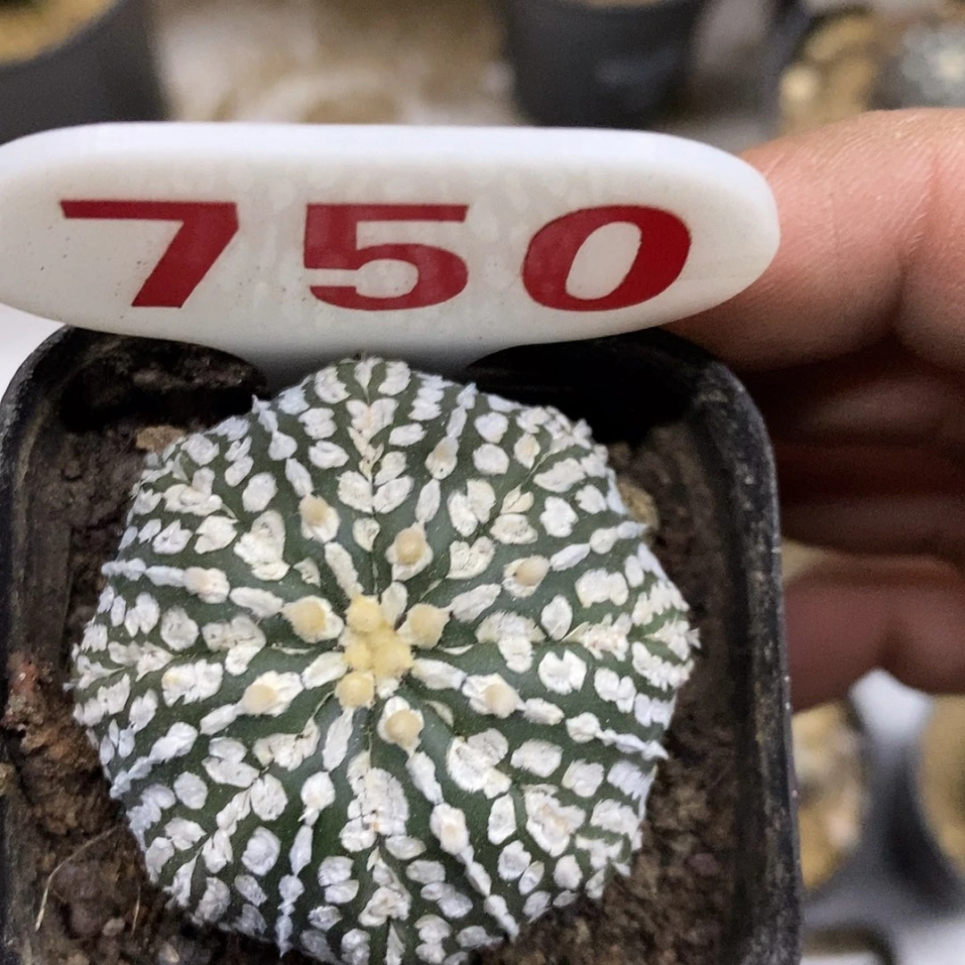 750米字小海星特价路