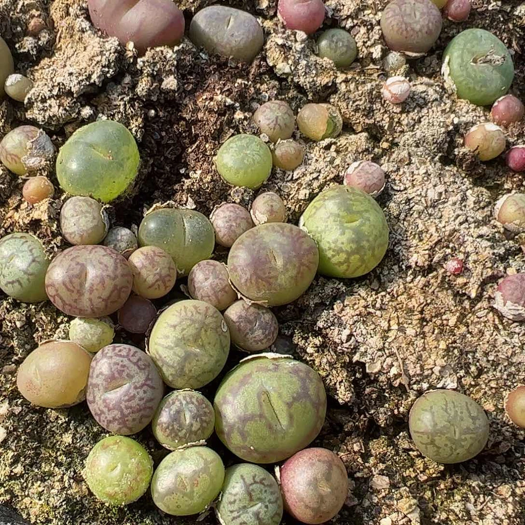 0000量拍吕红×超墨6颗