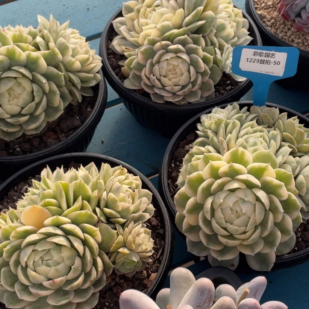 1229-50-昂斯诺锦群生四头