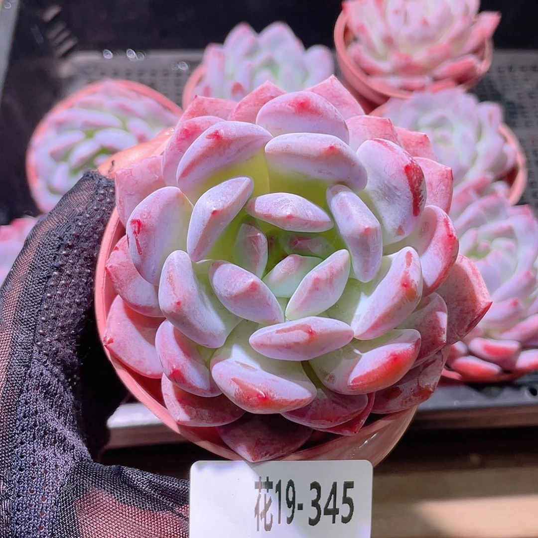 花利美19-345橙梦露